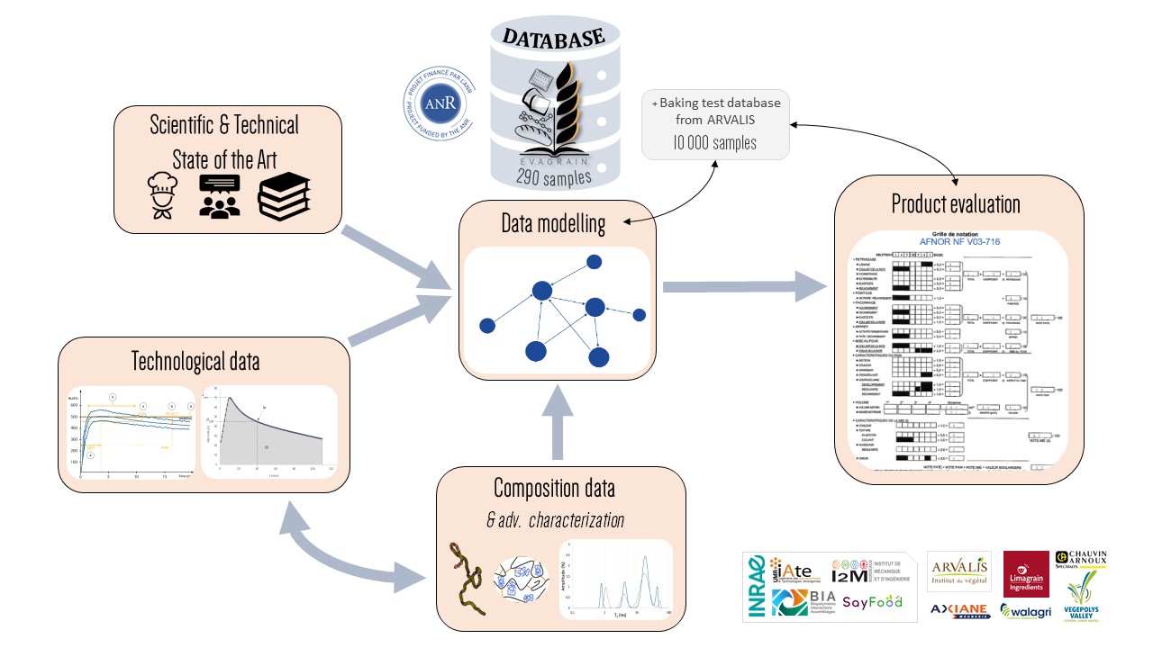 EVAGRAIN conceptual Graph